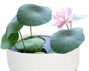 水培碗莲的种植方法有什么（种植碗莲的注意事项）