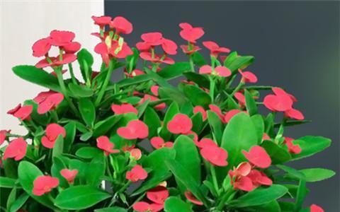 铁海棠怎么养才能更旺盛（铁海棠花的养殖方法讲解）
