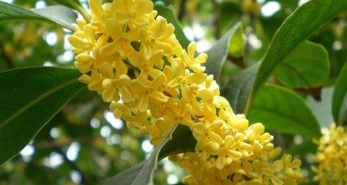 桂花品种哪种（选择最适合自己的桂花品种）