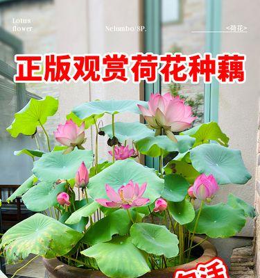 水生植物有哪几种类型（适合水生的植物介绍）
