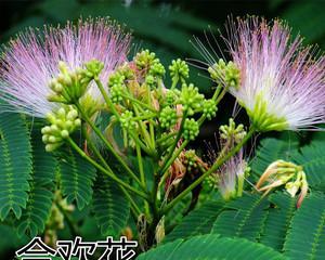芙蓉树种子可以种植吗（芙蓉花栽培技术要点）