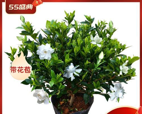 小叶栀子花盆景怎么养护（小叶栀子花盆景的养殖方法讲解）