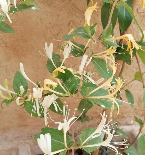 金银花在家里怎么养（盆栽金银花的栽培技术）