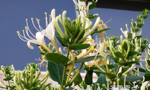 金银花在家里怎么养（盆栽金银花的栽培技术）