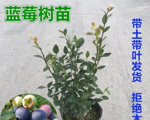 蓝莓室内盆栽怎么养才能结果（详解蓝莓室内种植技巧）