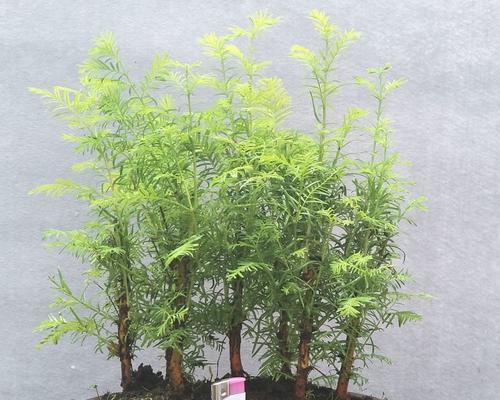 水杉盆景枯萎了怎么办（水杉盆景的养殖方法和注意事项）