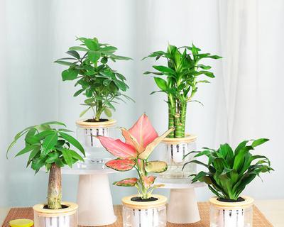 卧室水培植物哪种（适合卧室养的水培植物推荐）