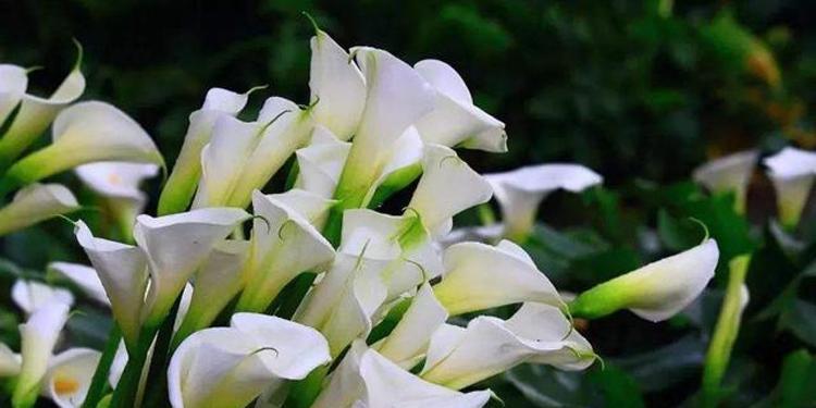 海芋的养殖方法和注意事项（打造美丽花园）