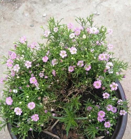 满天星怎么养才能开花(满天星的养殖方法和技巧)