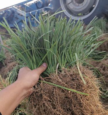 丹麦草的种植方法和技术（有关丹麦风铃花的养护步骤）