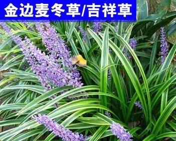 丹麦草的种植方法和技术（有关丹麦风铃花的养护步骤）