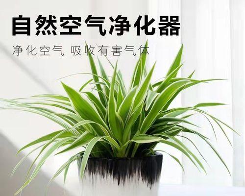 净化空气的植物有哪些（十大净化空气植物排名）