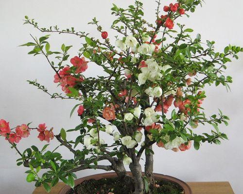 海棠盆花怎么养（海棠花盆栽家庭养殖方法）
