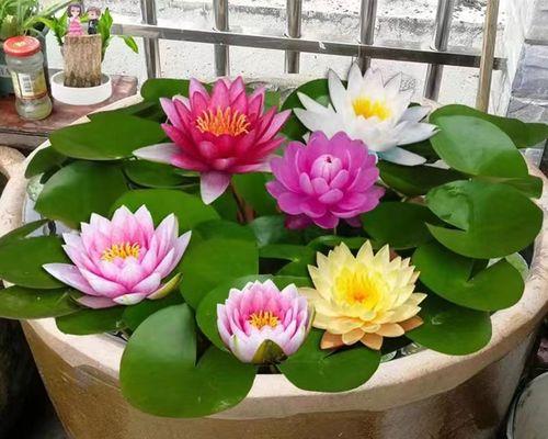 家里为什么不能养睡莲花（养睡莲花的注意事项）
