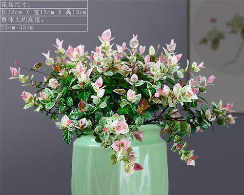 花叶络石怎么养漂亮（花叶络石的养殖注意事项）