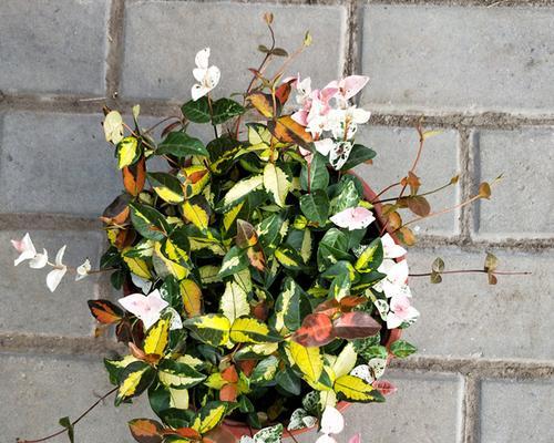 花叶络石怎么养漂亮（花叶络石的养殖注意事项）