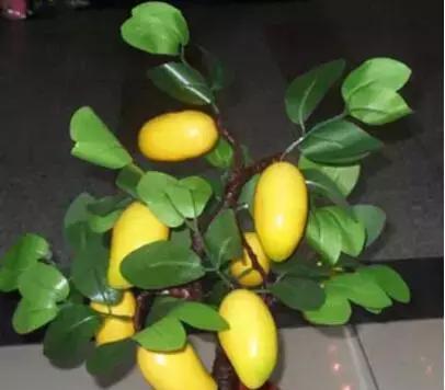 芒果盆栽怎么种植（盆栽芒果的种植方法及管理）