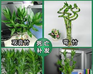 水竹的养殖方法和过程（描述水竹养护方法及管理）