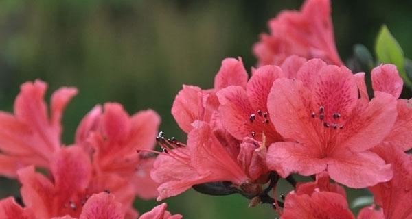 杜鹃花什么时候开花（关于杜鹃花的观赏季节）