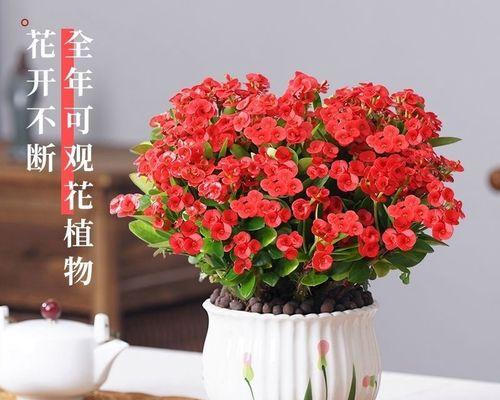 四季海棠盆栽怎么养（海棠花养护的正确方法）