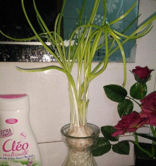 青蒜种植方法和时间（葱的种植方法和管理）