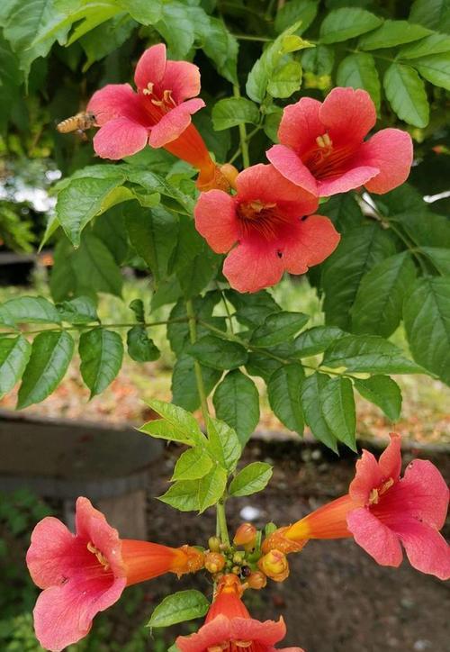 凌霄花怎么种植长得快（凌霄花的养殖方法讲解）