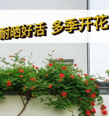 凌霄花怎么种植长得快（凌霄花的养殖方法讲解）