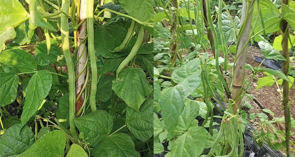 豆角用什么肥料产量高（豆角种植技巧）