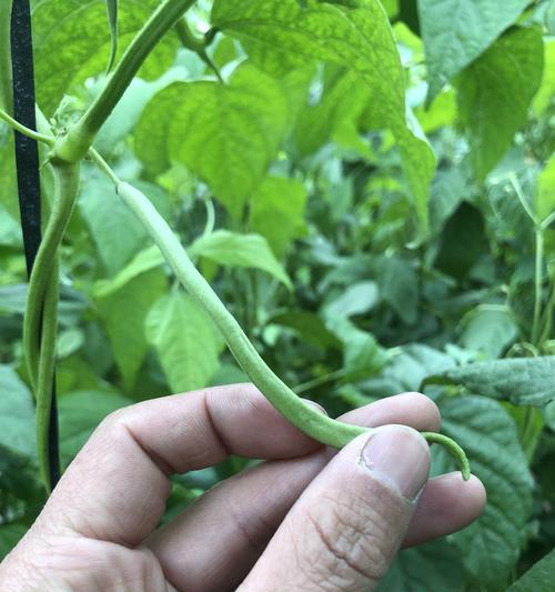 豆角用什么肥料产量高（豆角种植技巧）