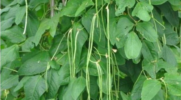 豆角用什么肥料产量高（豆角种植技巧）