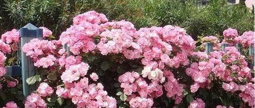 蔷薇花的品种有哪些（盘点九大常见的蔷薇花）