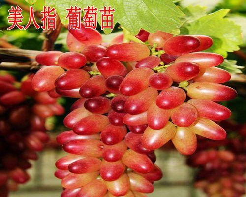 盆栽葡萄种植方法（打造自家盆栽葡萄园）