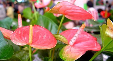 火鹤花怎么才能养好（火鹤花的养殖方法与技巧）