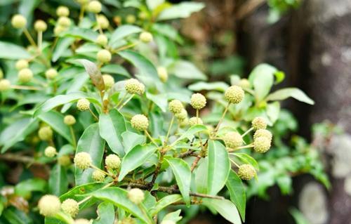 茜草科植物有哪些（常见的茜草科植物介绍）