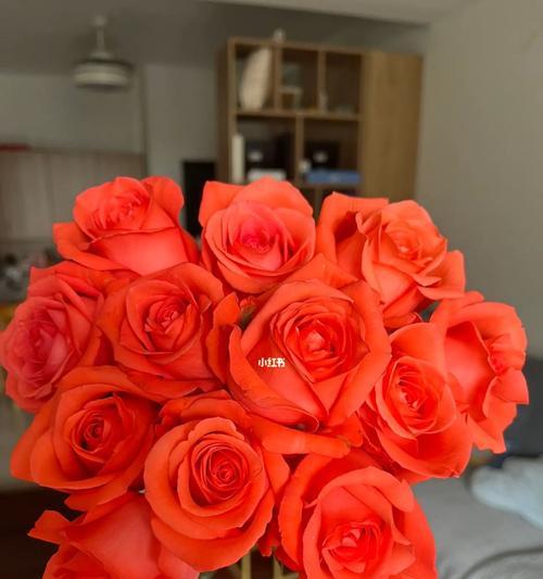 玫瑰花的魅力(探索玫瑰花在电影中的特殊象征和意义)