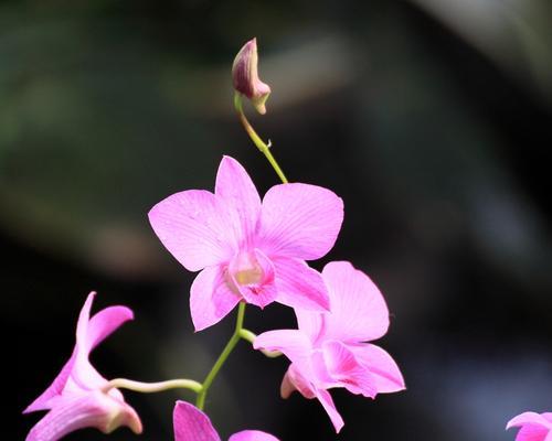 兰花——娇柔之美（绽放在岁月中的芳香）