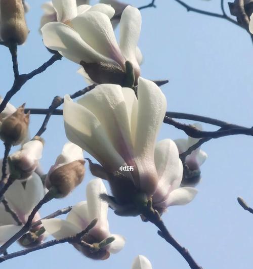 玉兰花的寓意与象征之美（探索玉兰花的深刻内涵与文化象征）