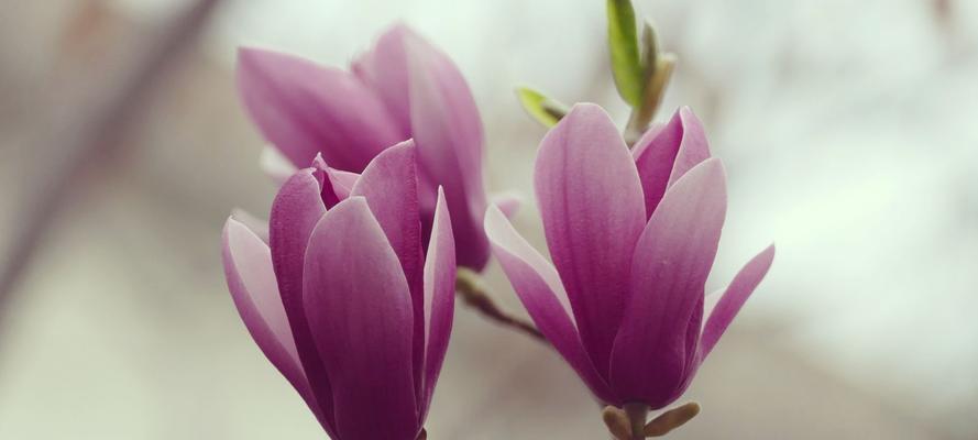 探寻玉兰花的花语之谜（玉兰花的种类及其花语解读）