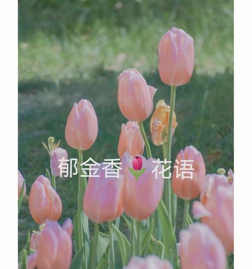 郁金香25朵花语（郁金香）