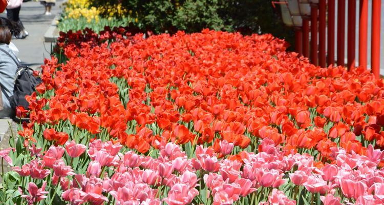 郁金香花语与寓意（探秘郁金香的意义与象征）