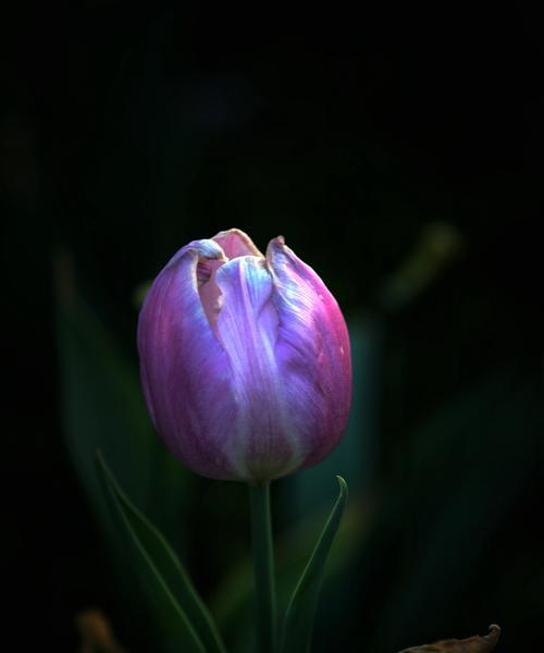 郁金香花语与寓意(探秘郁金香的意义与象征)