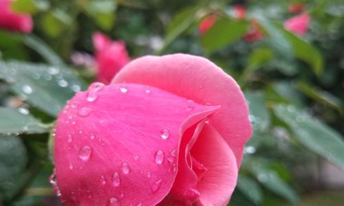 月季（以月季的花色）