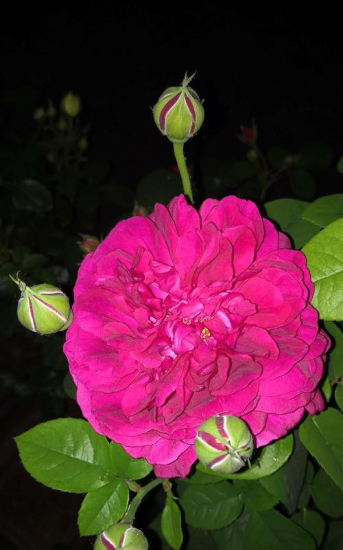 月季（以月季的花色）
