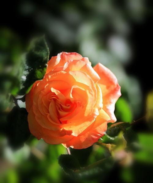 月季花的多彩世界（探索月季花色彩和花语的奥秘）