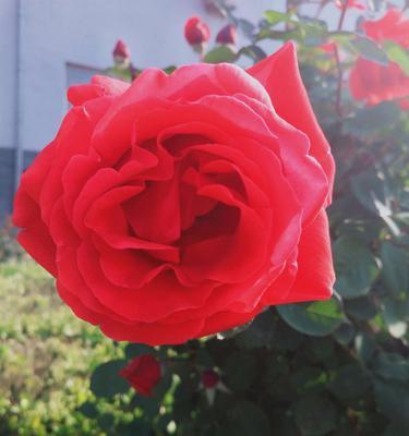 月季花的多彩世界（探索月季花色彩和花语的奥秘）