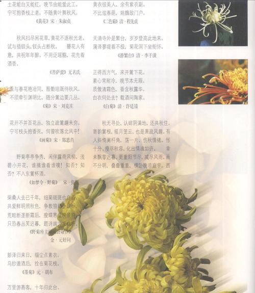 重瓣菊花的花语和象征（深情不移）