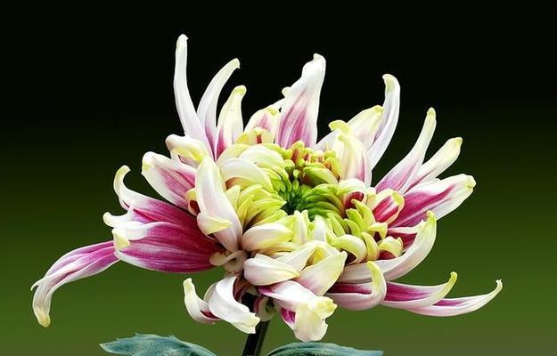 重瓣菊花的花语和象征（深情不移）