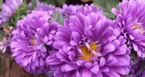 紫色翠菊花的含义与魅力（探索紫色翠菊花的花语和美丽）
