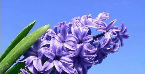 淡紫色风信子花语（探寻花卉中的神秘语言）