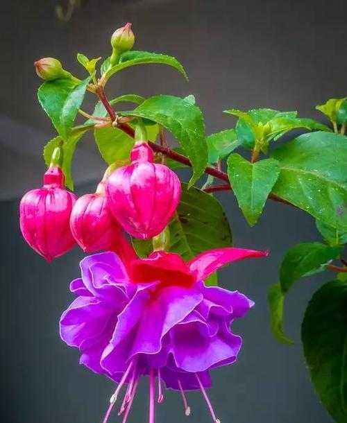 紫色海棠花花语（与紫色海棠花共舞）
